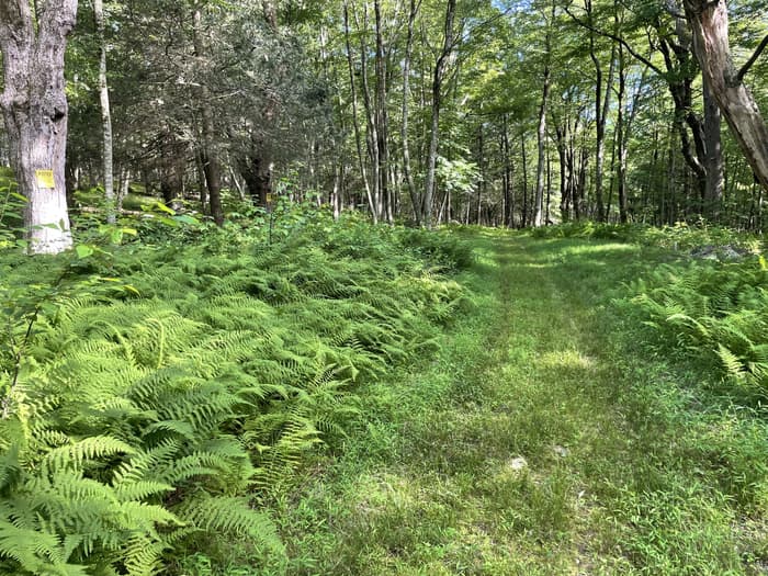 Path along property line (Credit: A. Koepfer)