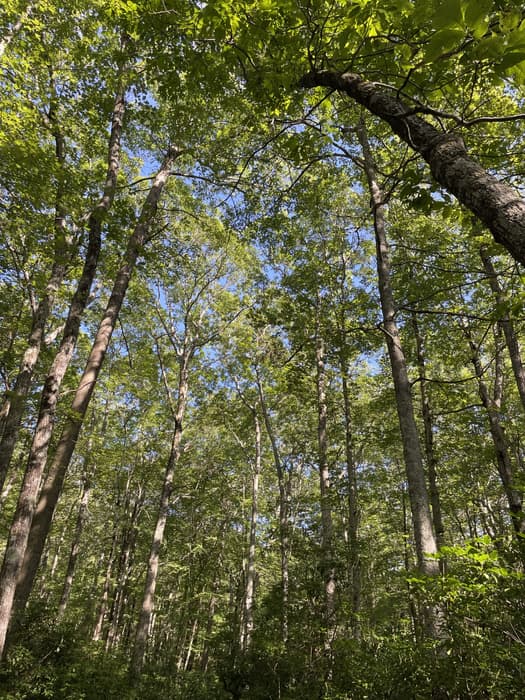 Mountain laurel under tall trees (Credit: A. Koepfer)