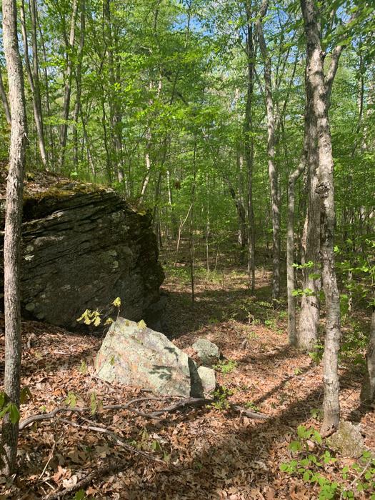 Church Farm Preserve