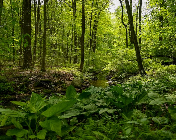 green foliage next to a brook under forest canopy