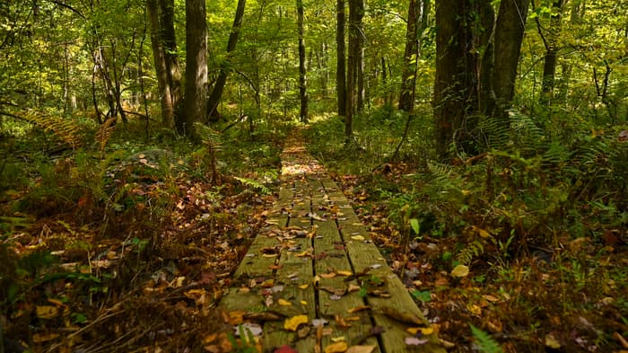 wooden boardwalk in the leaves under a dense forest canopy