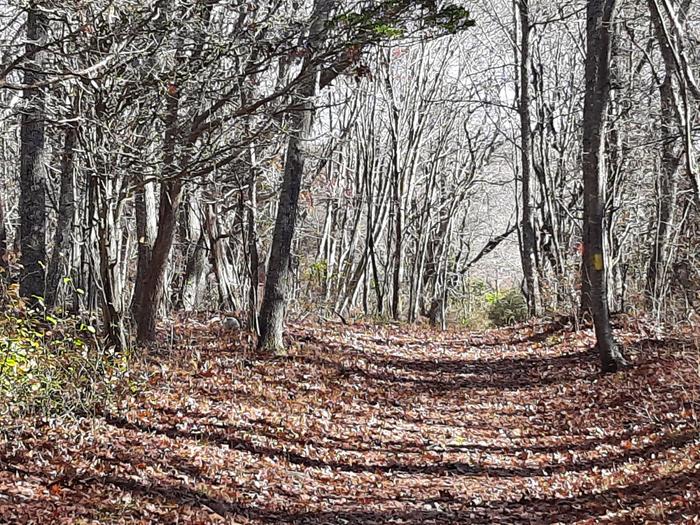 Main Trail