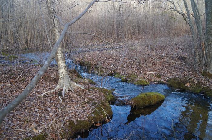 Atkinson Family Preserve/Thompson Brook Preserve