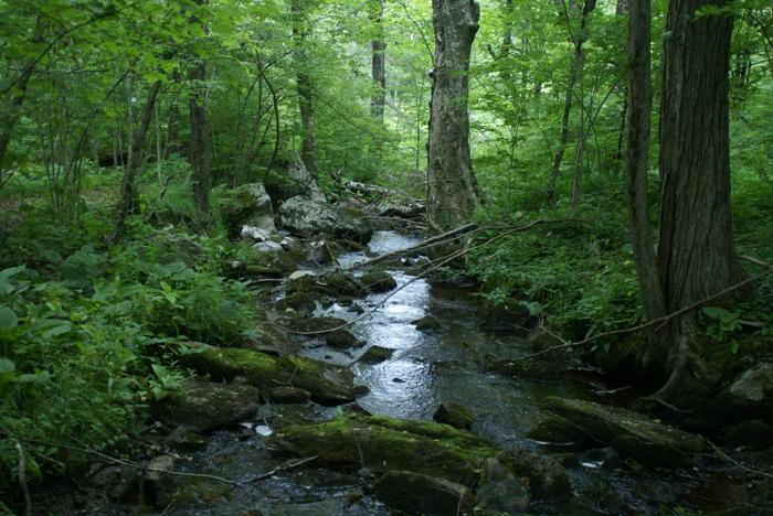 Sharon Mountain Preserve