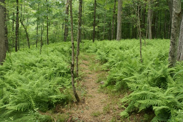 Sharon Mountain Preserve