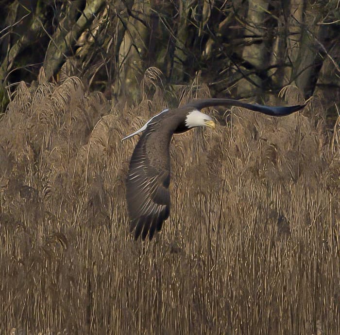 (Credit: E. Chiucarello)