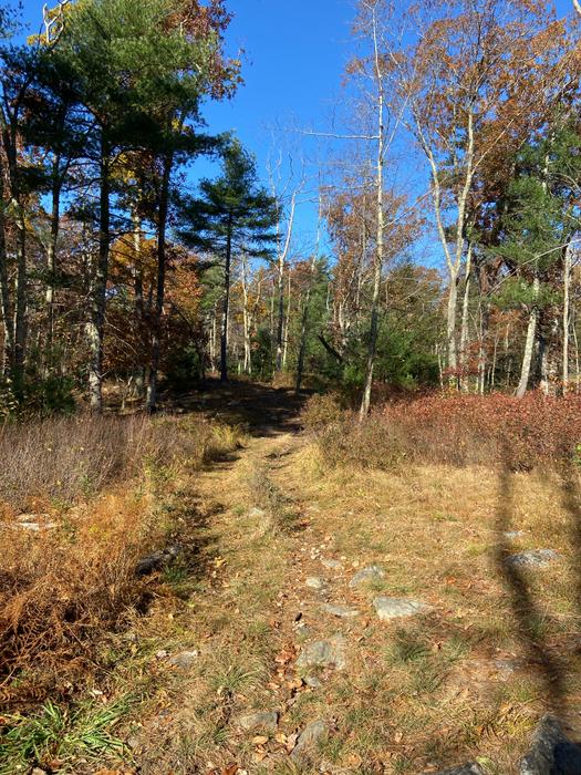 (Credit: Wyndham Land Trust)