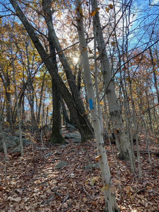 Blue Trail (Credit: Trail Finder staff/ AK)