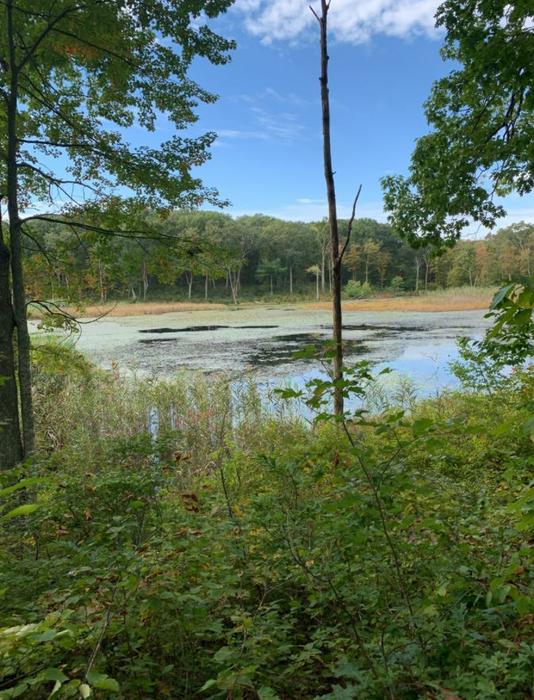 Friedman Forest Preserve