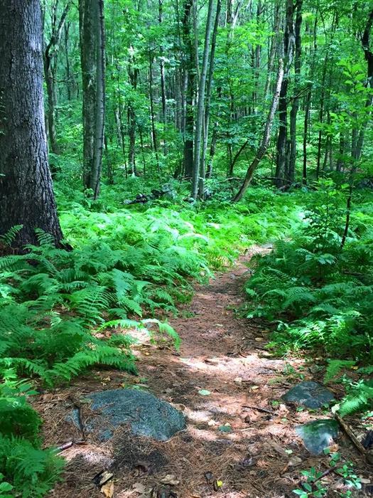 Ansonia Nature Center Trails