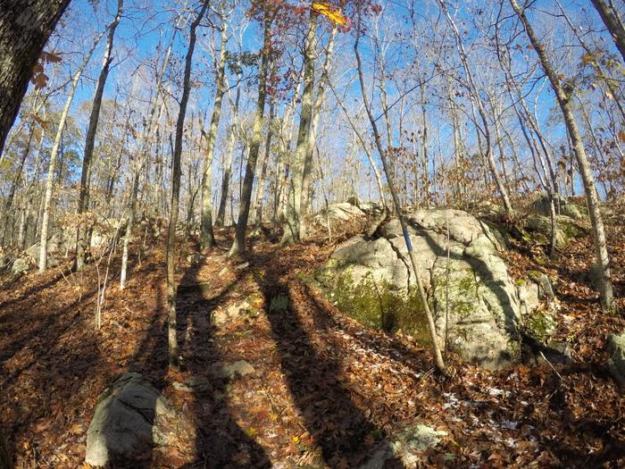 (Credit: Dale Wilson)