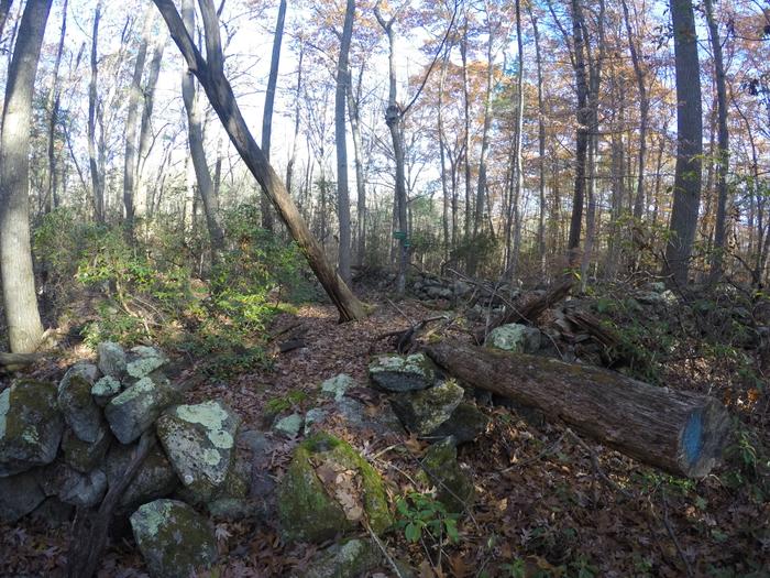 Pine Swamp Wildlife Corridor