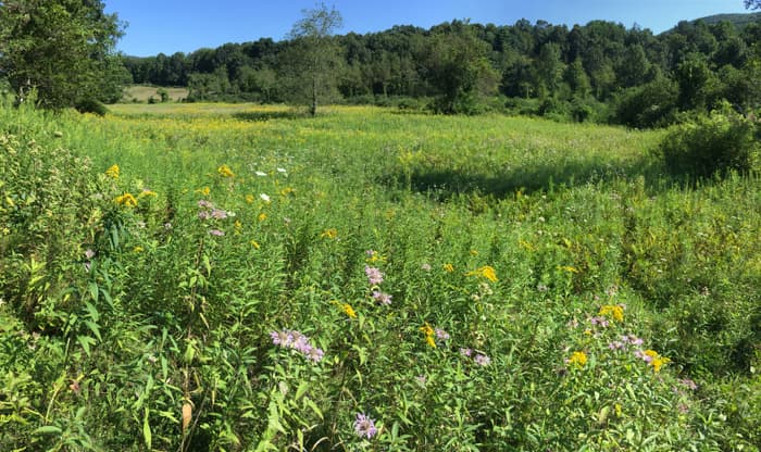 Cobble Brook Vista Preserve