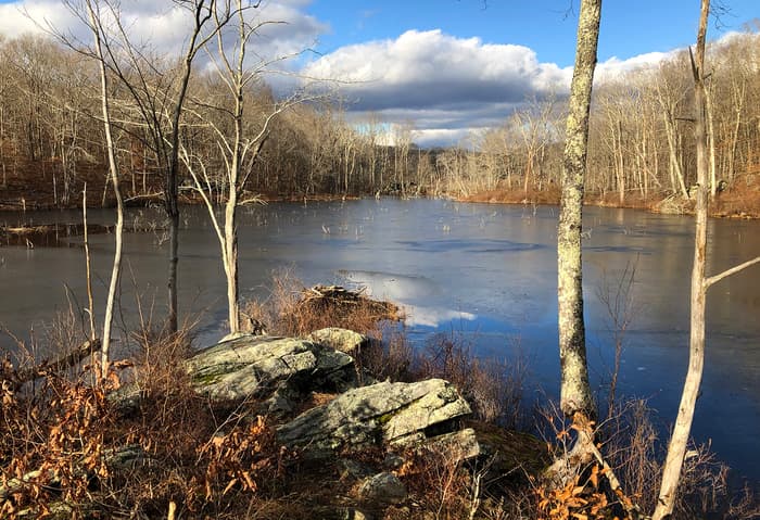 Hartman Park beaver pond (Credit: Wendy Hill)