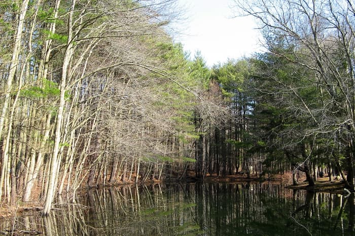 Looking east across Heron Pond