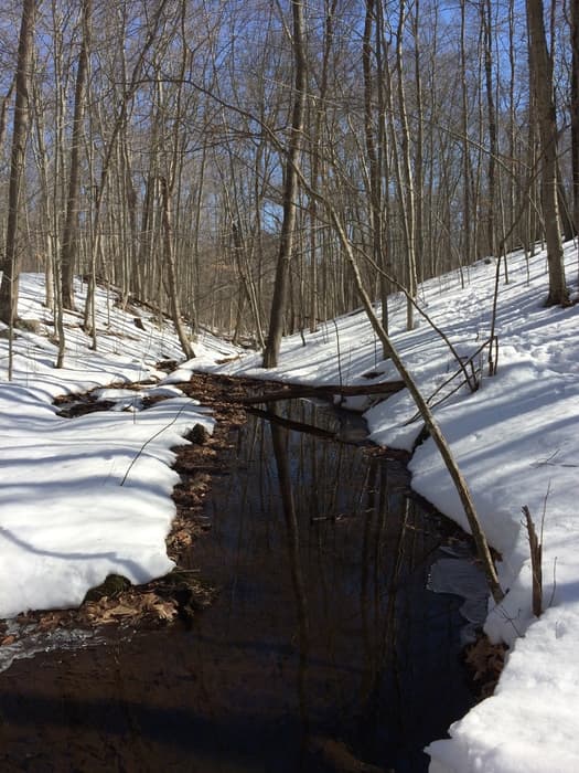 The unnamed stream that feeds Heron Pond