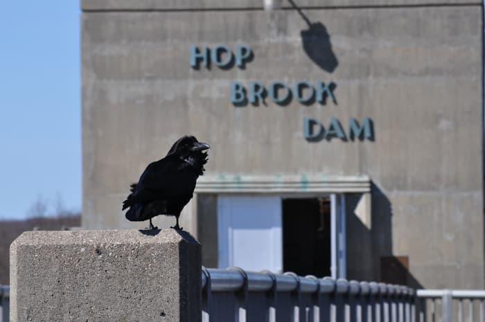 Resident raven on dam (Credit: Aaron Budris)