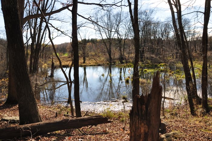 View from the Wetland Trail (Credit: Aaron Budris)
