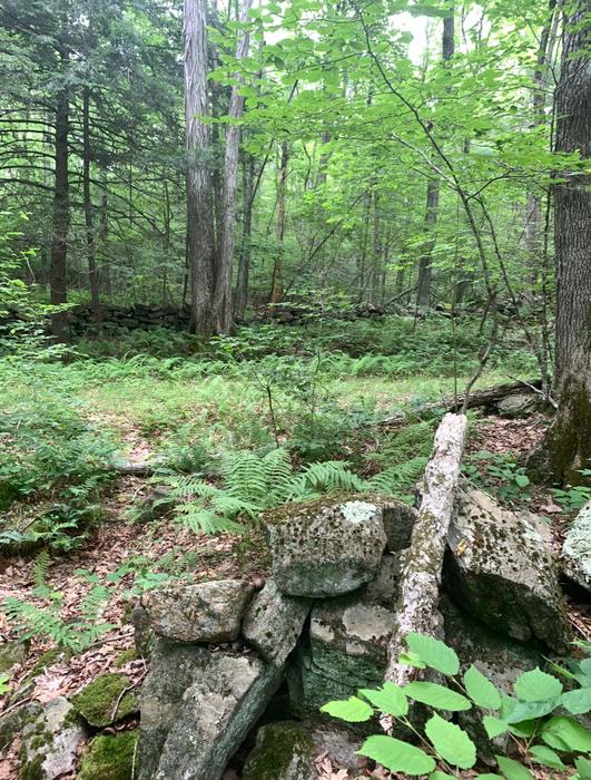 Iron Mine Valley Preserve