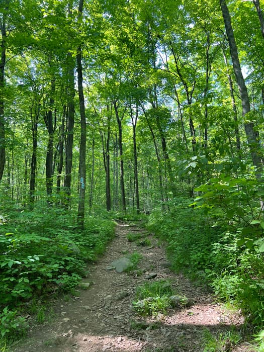 Blackledge Falls trail (Credit: Emily Wilson)