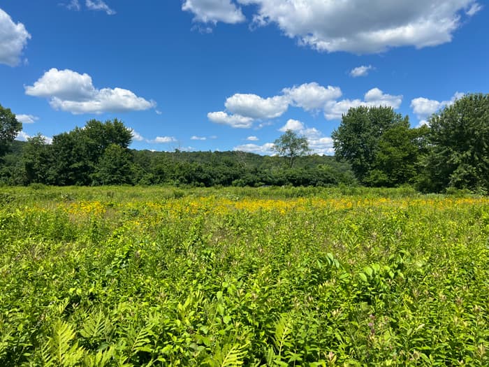 A sunny green meadow (Credit: Emily Wilson)