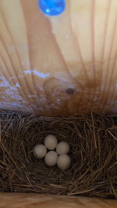bluebird eggs inside a nest box (Credit: Linda Anderson)