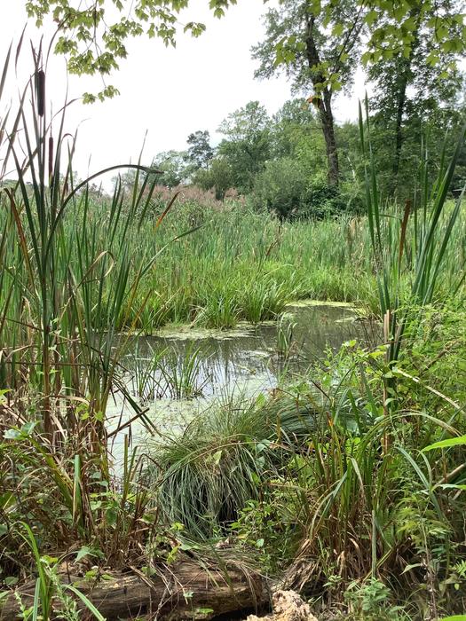 Partrick Wetlands