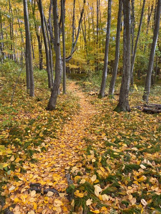 Mary Moore Preserve