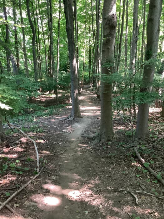 Typical trail - interior