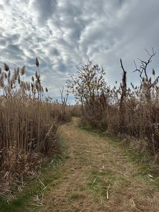 South Pine Creek Lower Marsh Trail