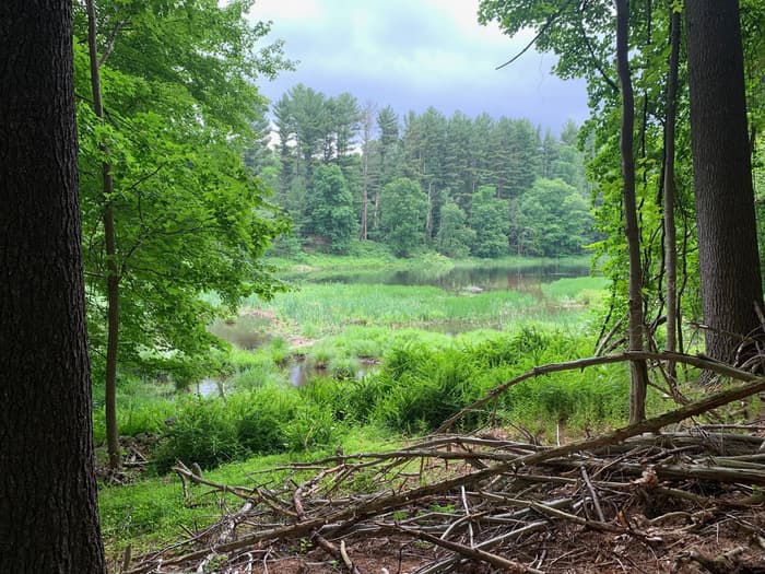 Eager Beaver, an ideal birder location in spring (Credit: Joe Lanier)