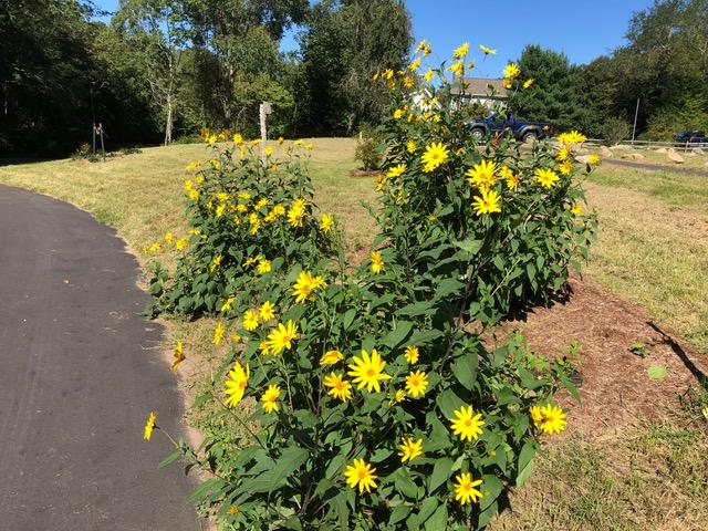 Helianthus (Jerusalem artichoke) on the ADA trail (Credit: Gary Wilson)