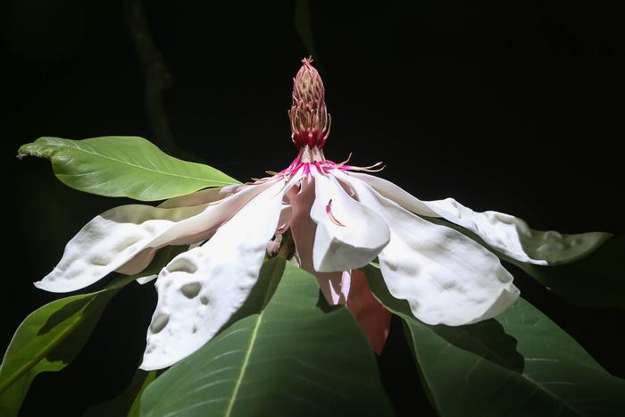 Umbrella magnolia from the stand located on the green trail (Credit: RWA)