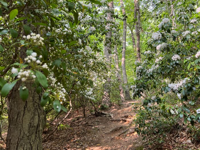 Mountain Laurel in the Salmon River State Forest (Credit: Emily Wilson)