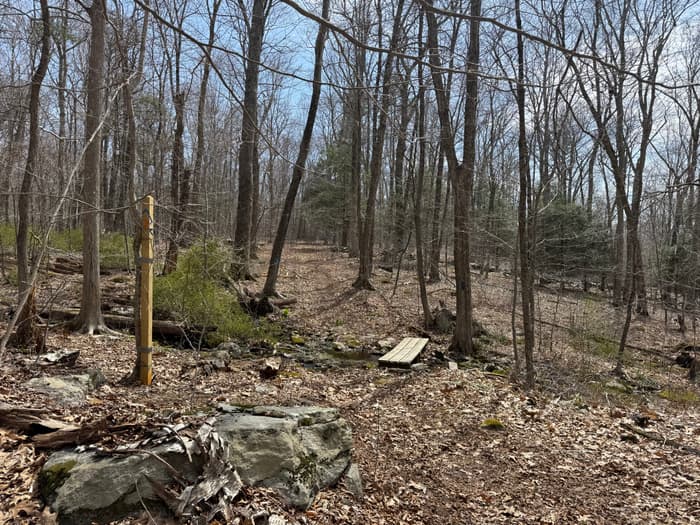 small wooden boardwalk over a stream in the forest (Credit: Emily Wilson)