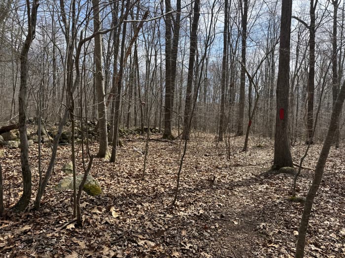 red-blazed trail through the forest (Credit: Emily Wilson)