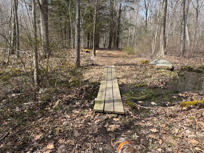 small wooden boardwalk over a stream in the forest (Credit: Emily Wilson)