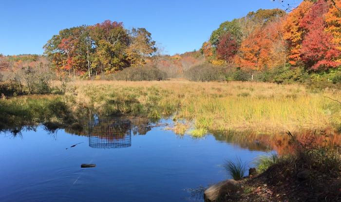 (Credit: Peter Bradley)