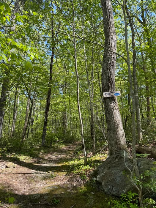 Chatfield Trail under a bright green forest canopy (Credit: Emily Wilson)