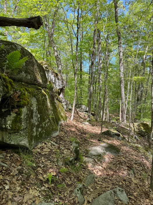 trail around a boulder (Credit: Emily Wilson)