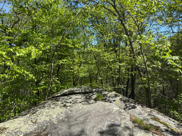 trail segment on top of boulders in a bright green spring woods (Credit: Emily Wilson)