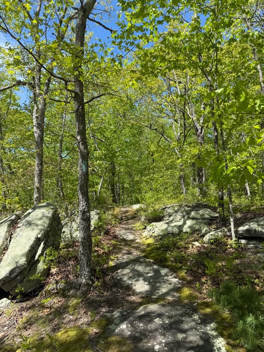 Chatfield Trail through boulders on a sunny day (Credit: Emily Wilson)