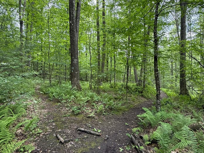 Tulip Tree Trail intersection with Valley Falls Park (Credit: Emily Wilson)