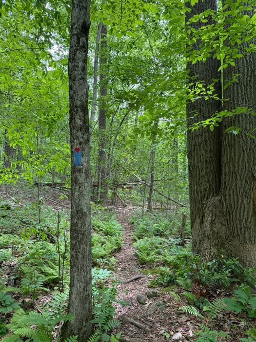 Blue and red blazed Tulip Tree Trail through the forest (Credit: Emily Wilson)