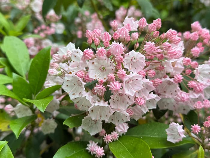 mountain laurel blossoms (Credit: Emily Wilson)