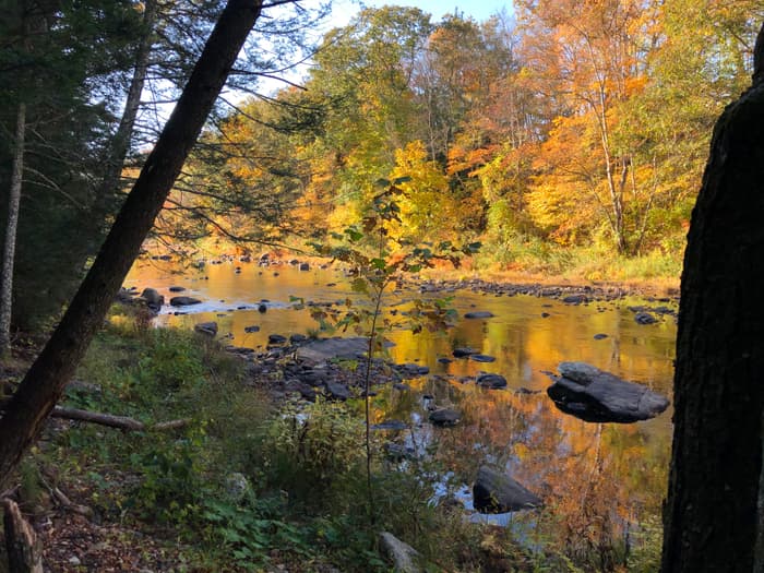 Salmon River in fall (Credit: Emily Wilson)