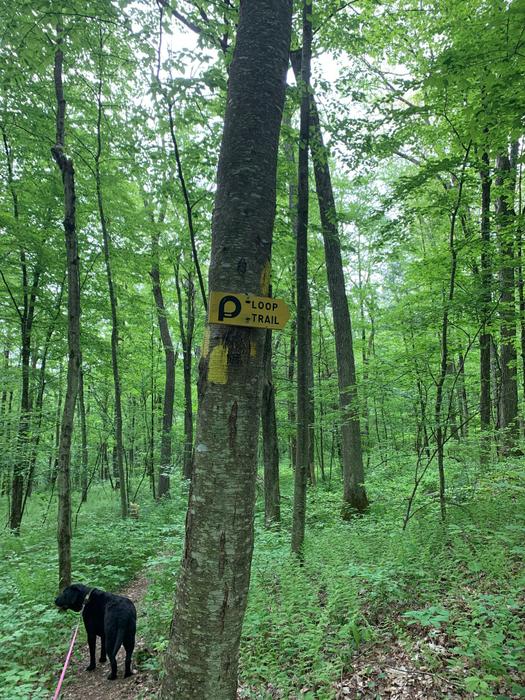 Iron Mine Valley Preserve