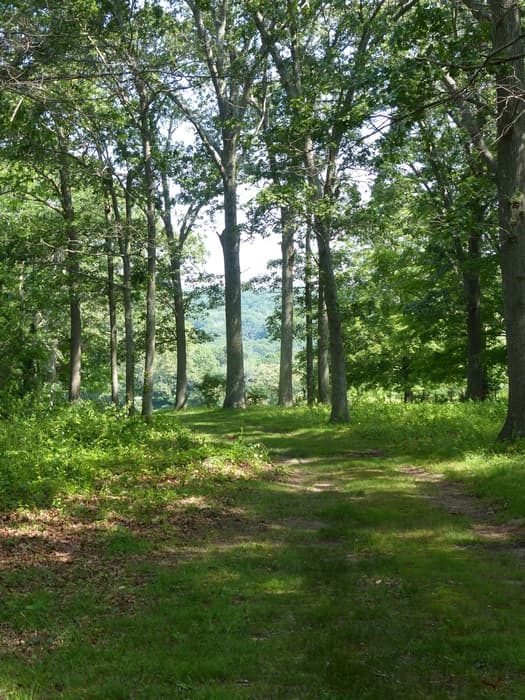 View through the woods and across the Falls River Valley.