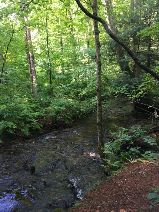 a stream (Kimballs Brook) through a green forest (Credit: Linda Anderson)