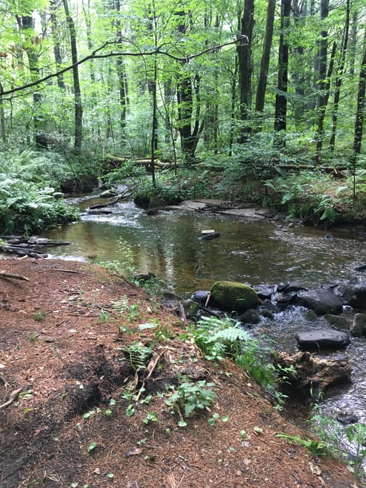 a stream (Kimballs Brook) through a green forest (Credit: Linda Anderson)
